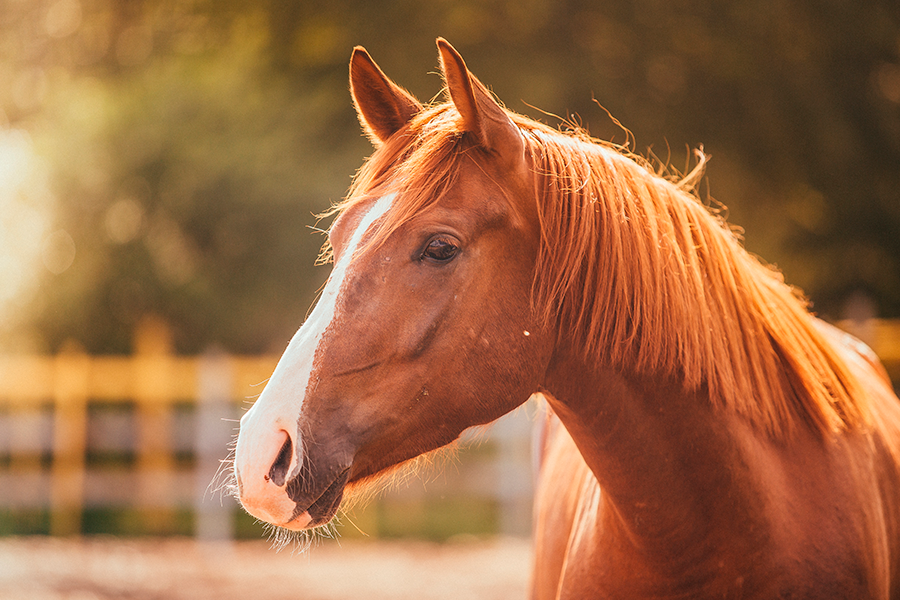 Close-up of the head of a chestnut horse.