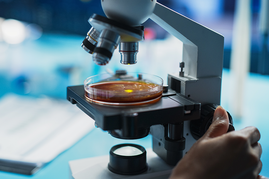 Close-up of a hand adjusting a microscope, observing a Petri dish with a sample.