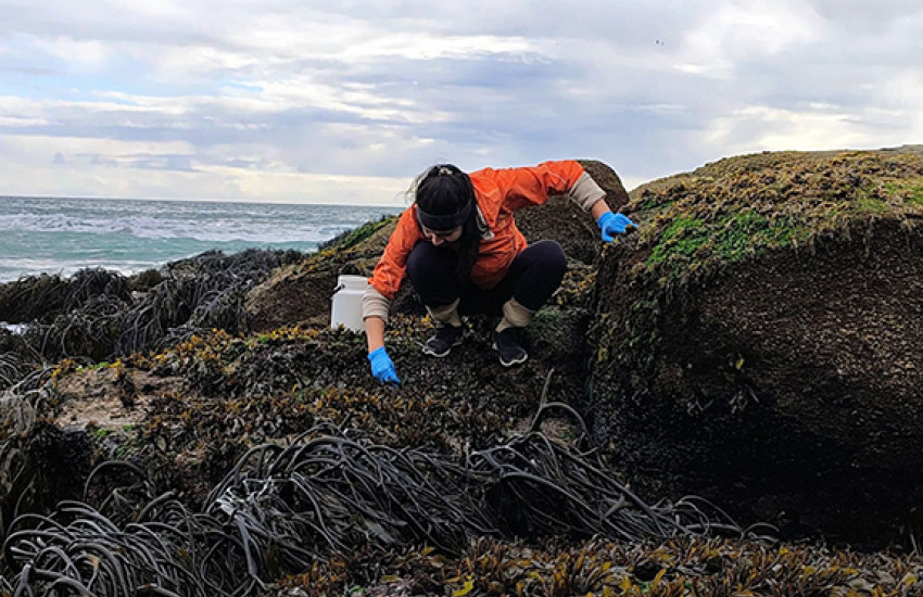 Researcher working on the coastline.