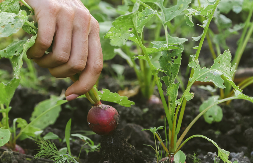 Cultivo agrícola.