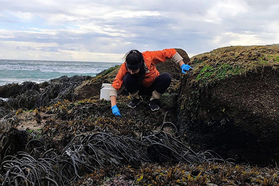 Researcher working on the coastline.