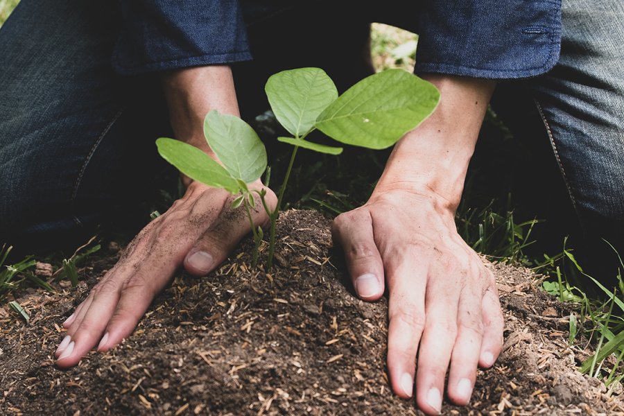 Persona plantando. 