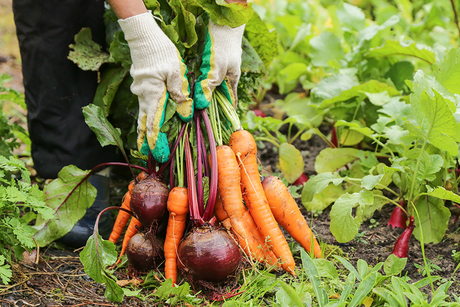 Photograph of a person wearing gloves harvesting a bunch of root vegetables, including carrots and beets, from a garden.