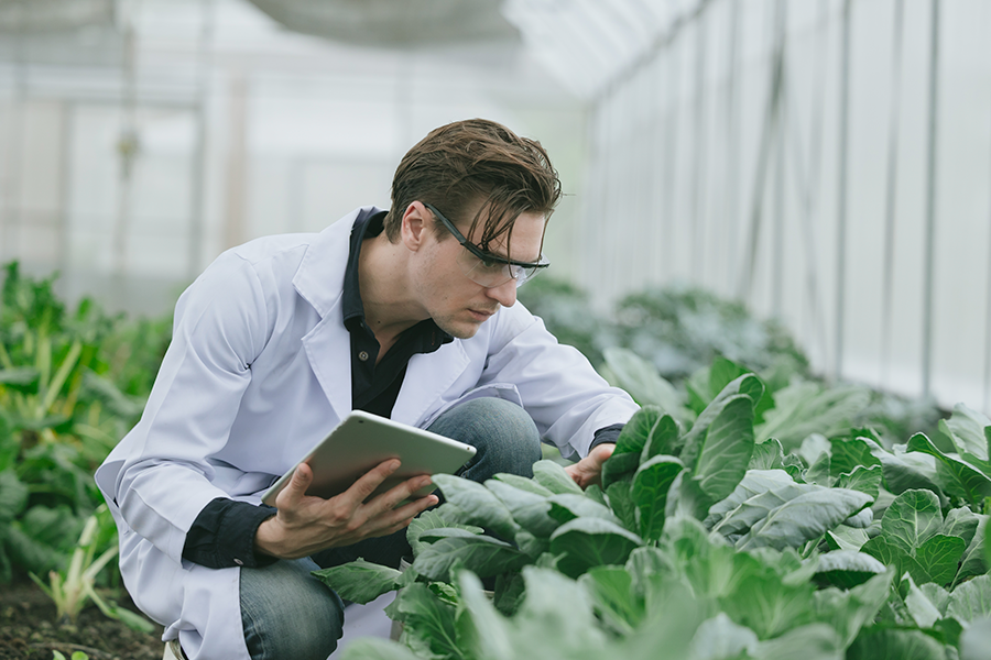A scientist in a white lab coat and safety glasses kneels in a greenhouse, using a tablet to inspect rows of leafy green plants.