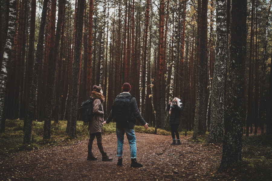 Three hikers with backpacks exploring a dense, tall pine forest.
