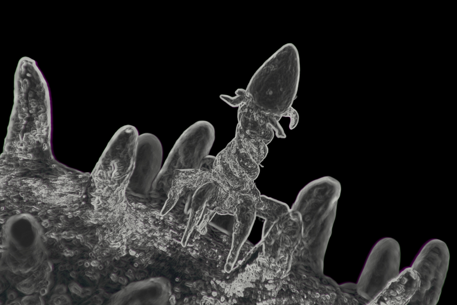 Microscopic close-up of a bacteriophage virus attaching to bacteria.