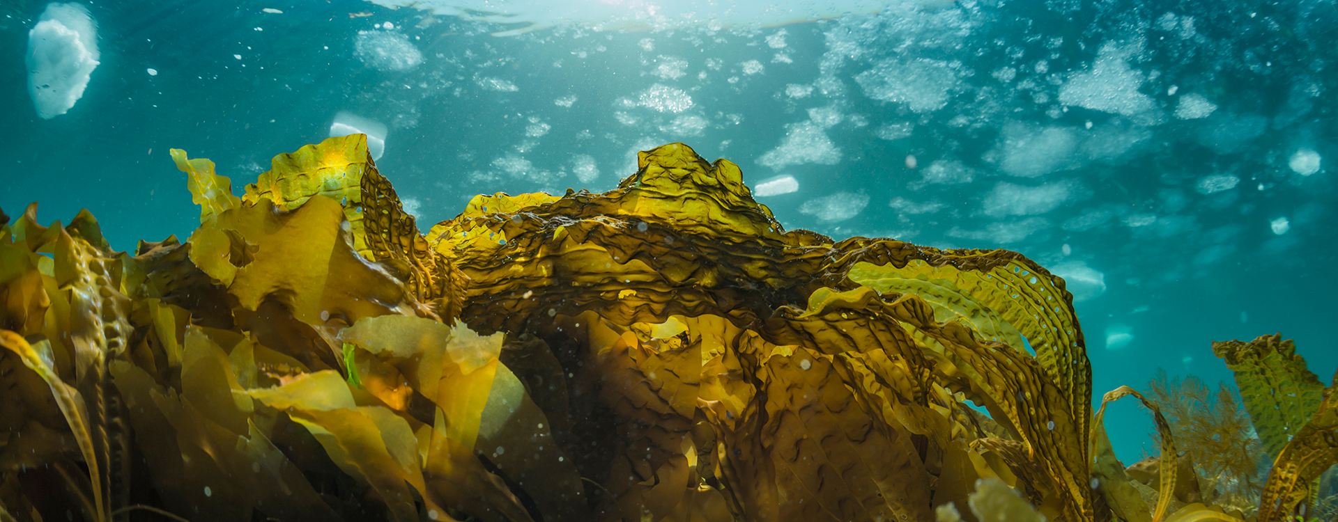 Algae in the sea.